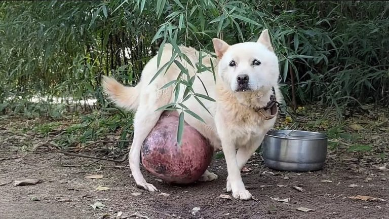 Chained for 12 years, with a huge tumor in his belly — he begged me to end his pain