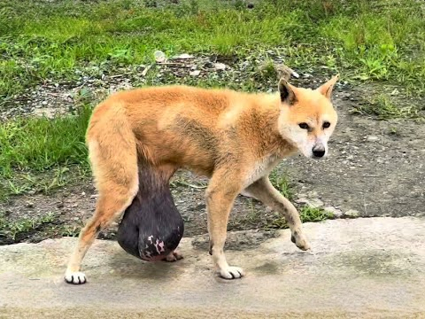 Carrying a 7kg tumor, she painfully walked step by step trying to stay away from her owner in tears