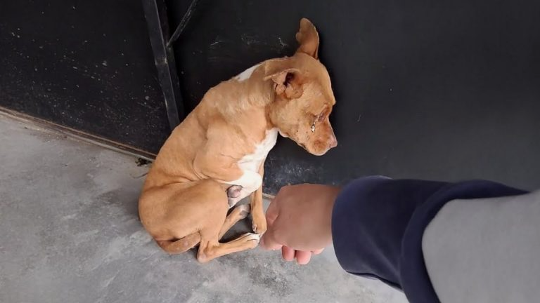 “Please don’t hurt me”,She cried as I came closer, unaware that I was bringing her love