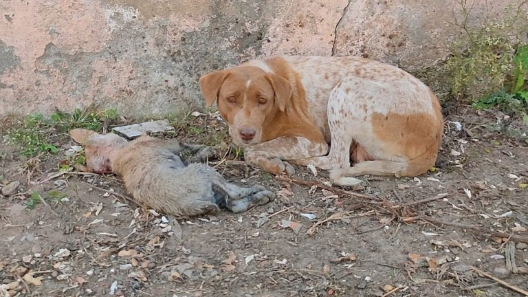 Her puppy was dying, desperate mother needed help to save his life…