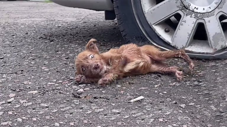 “Please don’t leave me again”, she crawled at me with sobbing eyes, pleading for a second chance