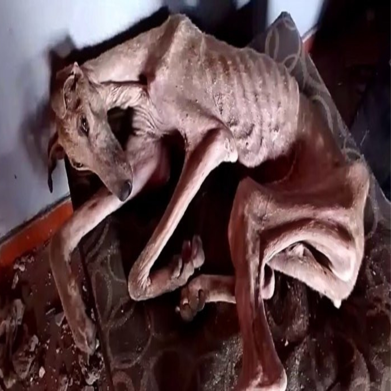 From Abandonment to Joy: How Kindness Transformed Buddy’s Life