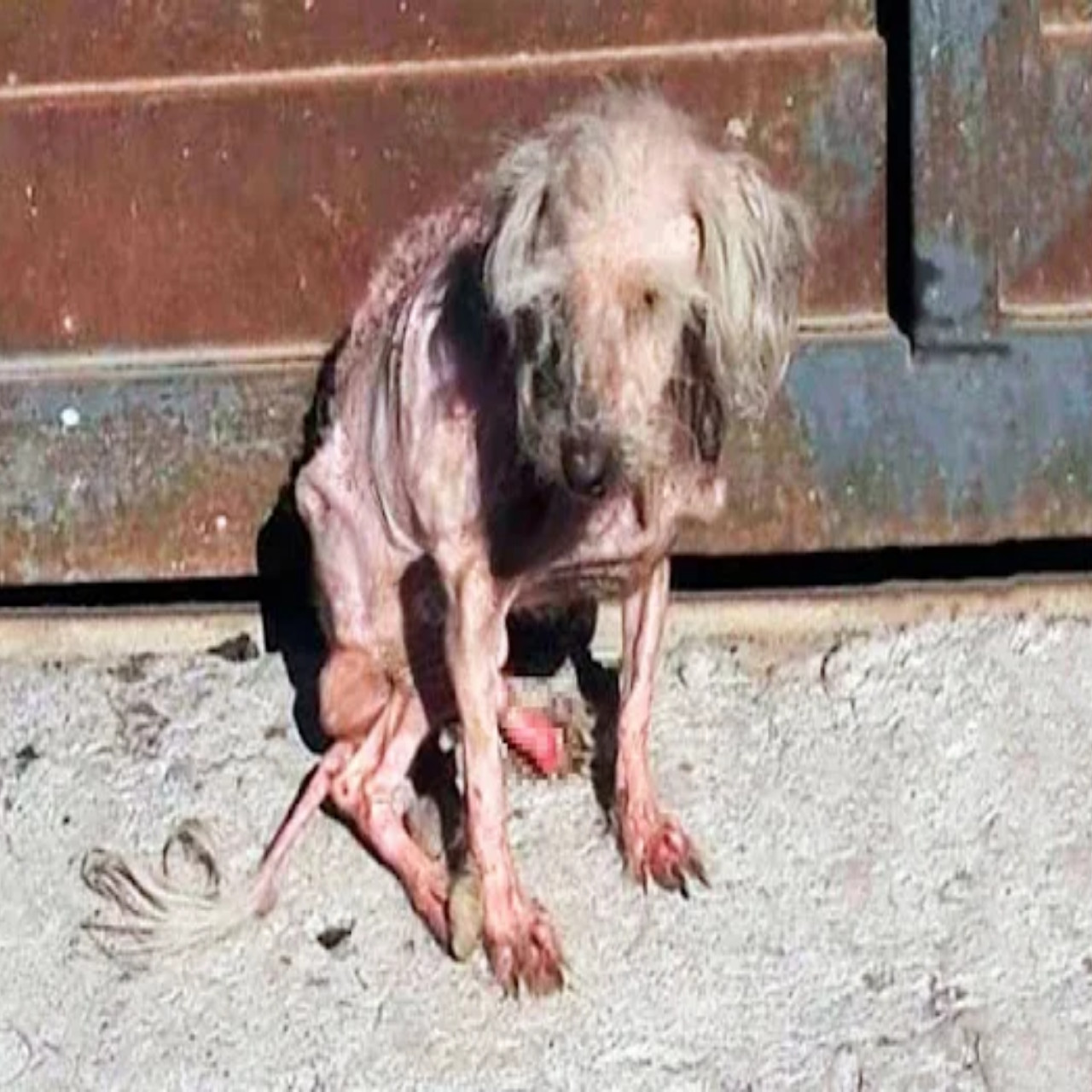 Abandoned Dog’s Journey from Neglect to Love Highlights the Power of Compassion