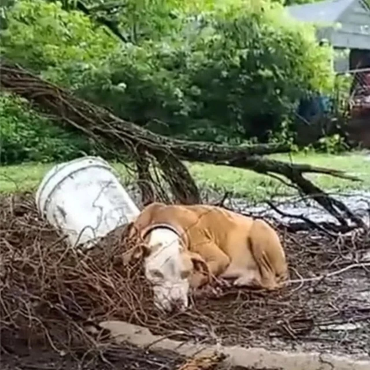 Rescued Pregnant Dog Overcomes Neglect, Nurtures Ten Puppies to Bright Future