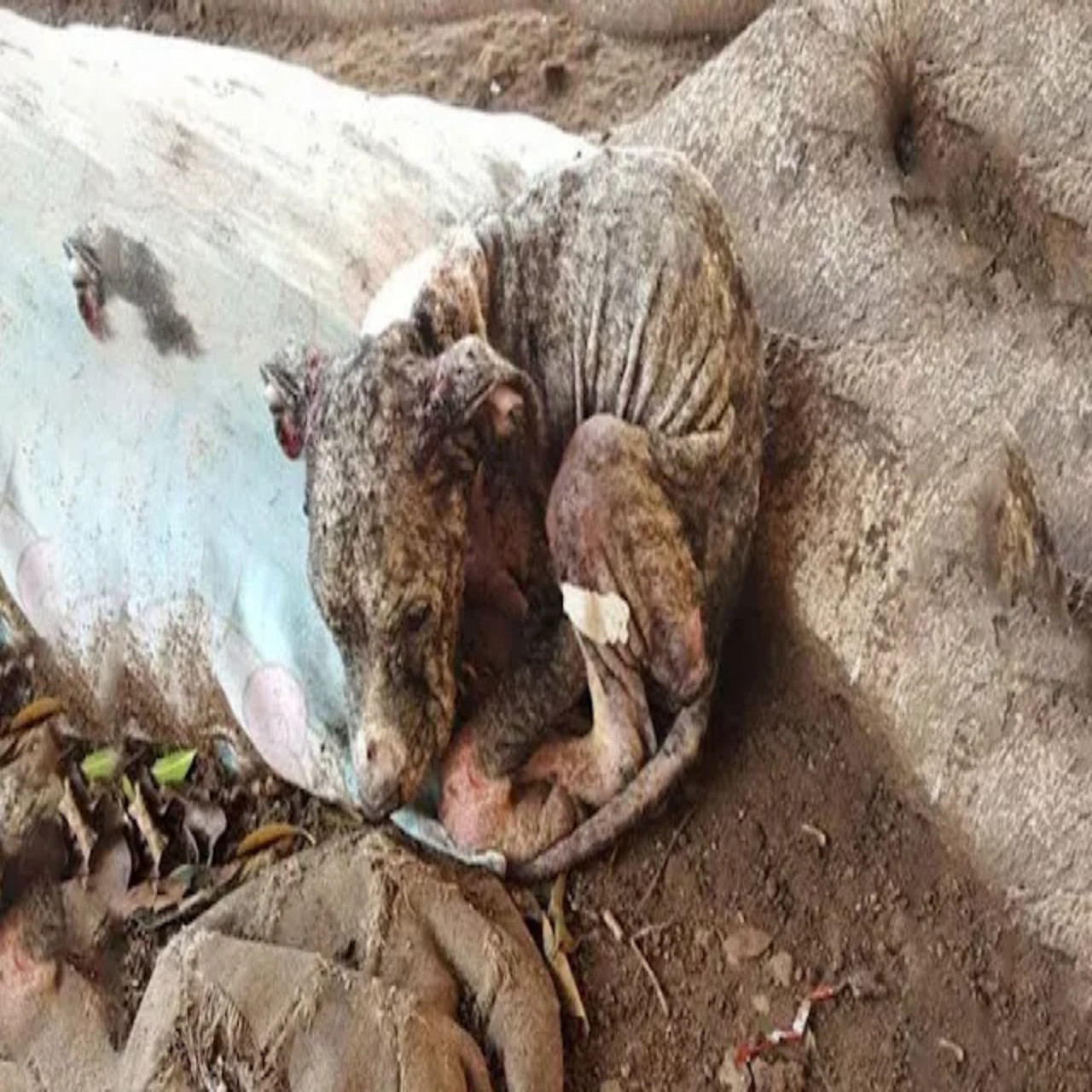 From Stray to Beloved: PETRA’s Inspiring Journey of Resilience and Recovery