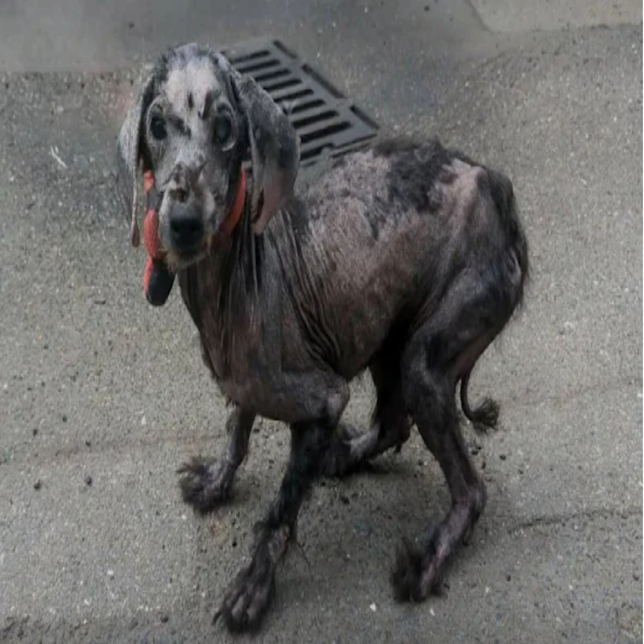 From Neglect to Love: William and Poppy’s Heartwarming Journey to Healing and Happiness