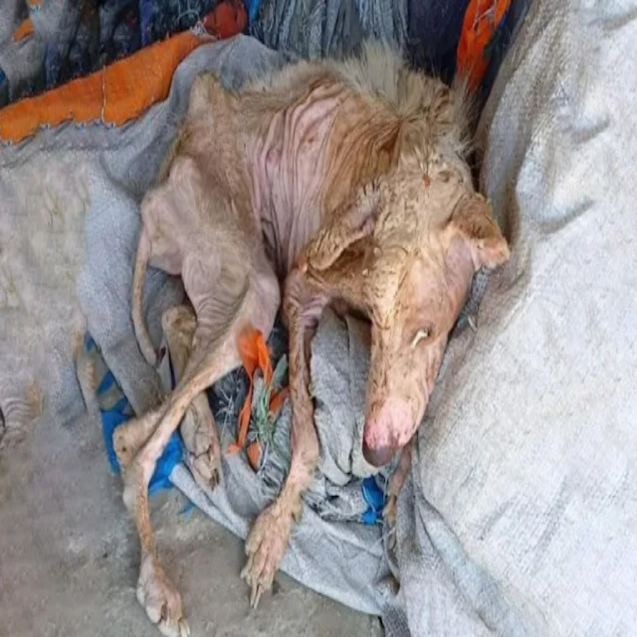 Rescued Hope: Rudy’s Journey from Neglect to Bright Future Through Love and Compassion