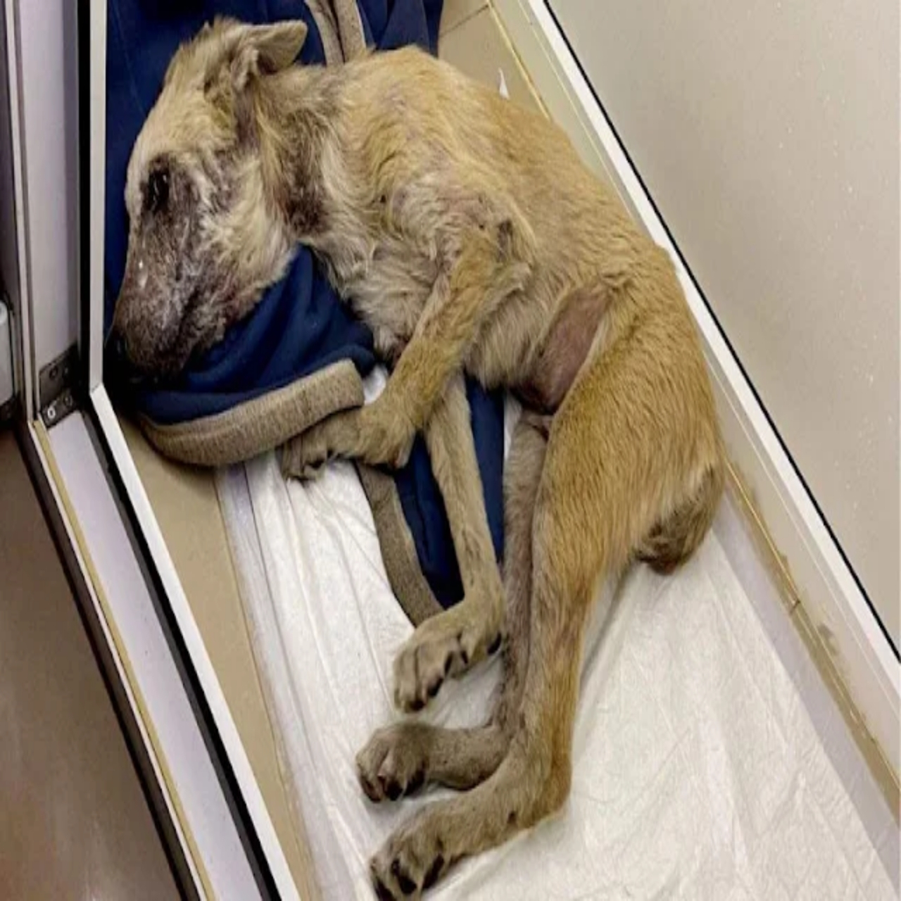 From Hopeless to Heartwarming: Zippo’s Incredible Journey to a New Life and Second Chance