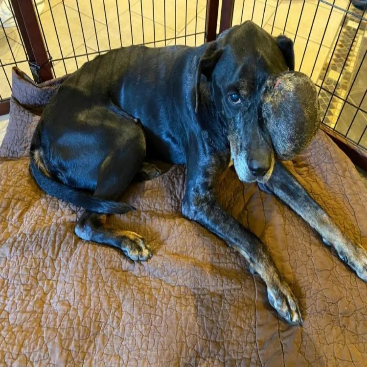 From Street Survivor to Beloved Companion: The Heartwarming Journey of Gus the Resilient Dog