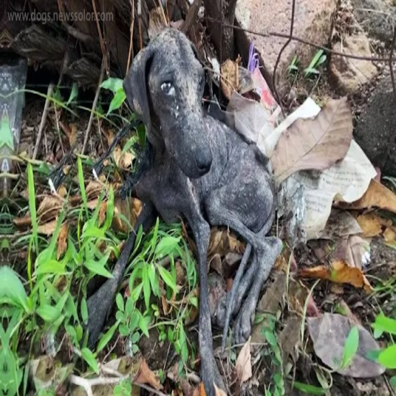 From Abandoned to Adored: Chula’s Heartwarming Journey of Resilience and Recovery