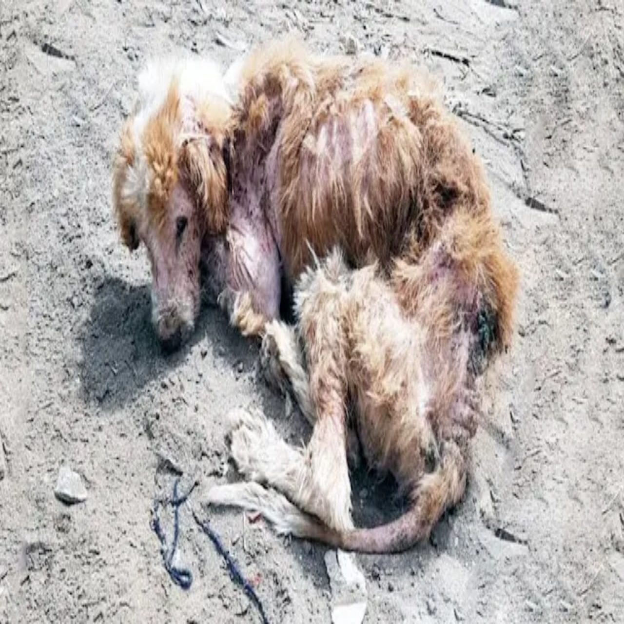 From Abandoned to Adored: Charlie’s Triumphant Journey of Healing and Hope