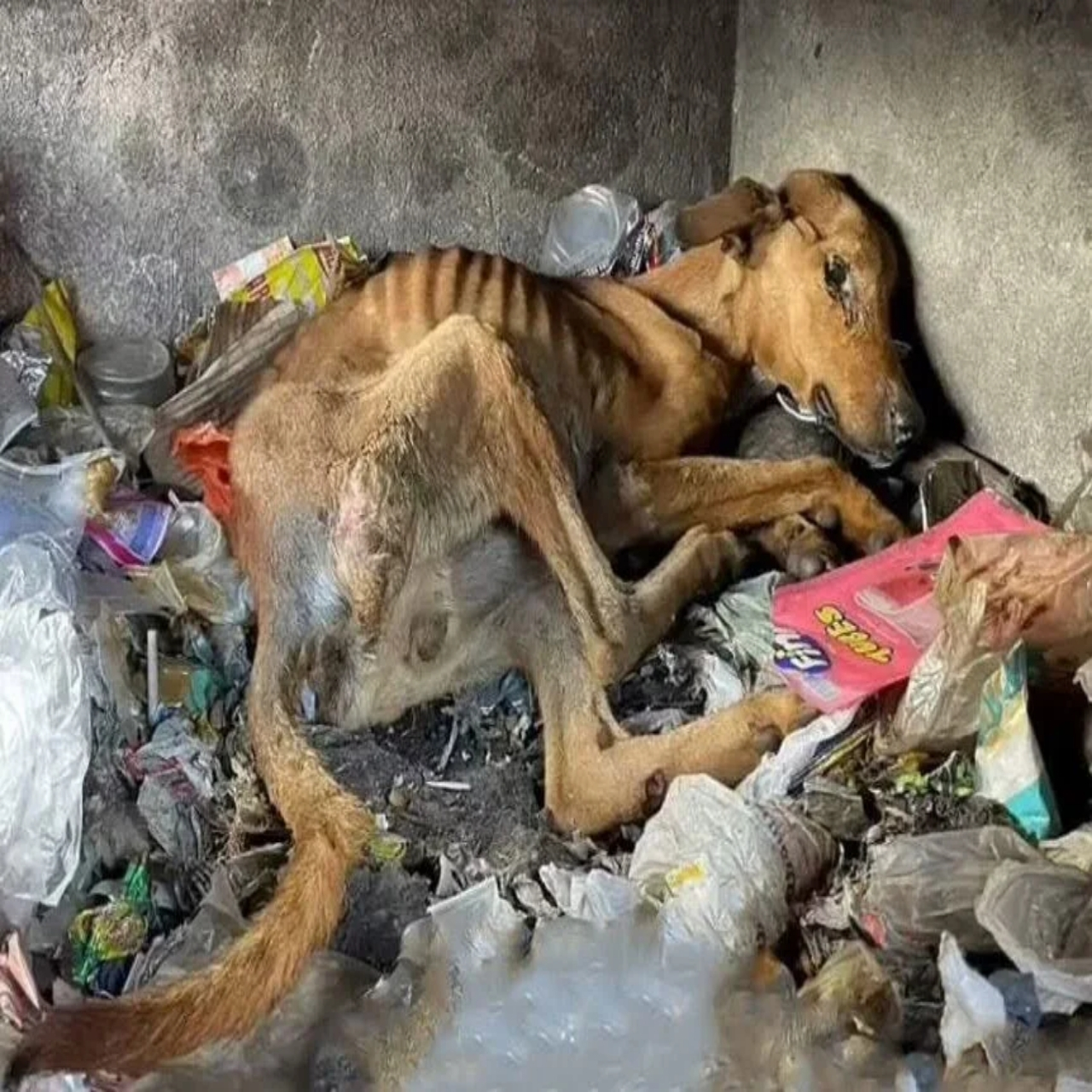 From Dumpster Despair to Hope: How One Rescued Dog Shines Light on Greece’s Stray Crisis