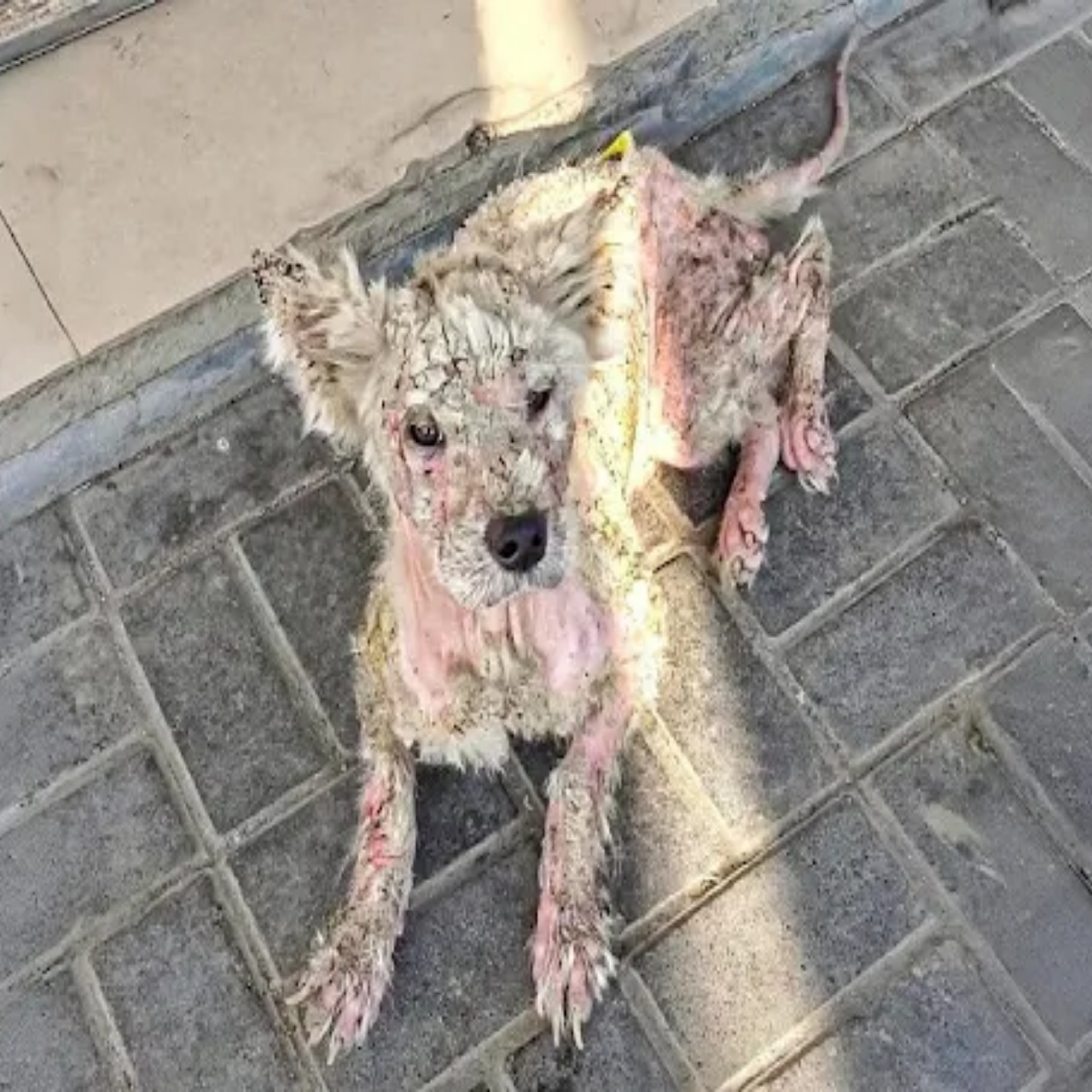 From Shadows to Sunshine: A Shy Dog’s Inspiring Journey to Trust and Joy