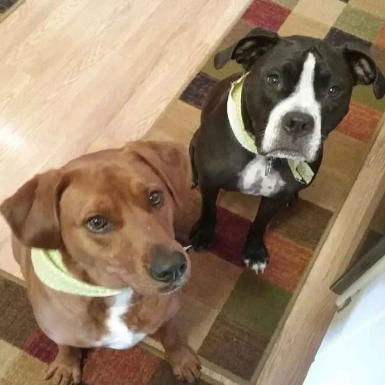 Viral Photo Saves Stray Dogs: Social Media and Community Action Unite for Kala and Keira’s Rescue