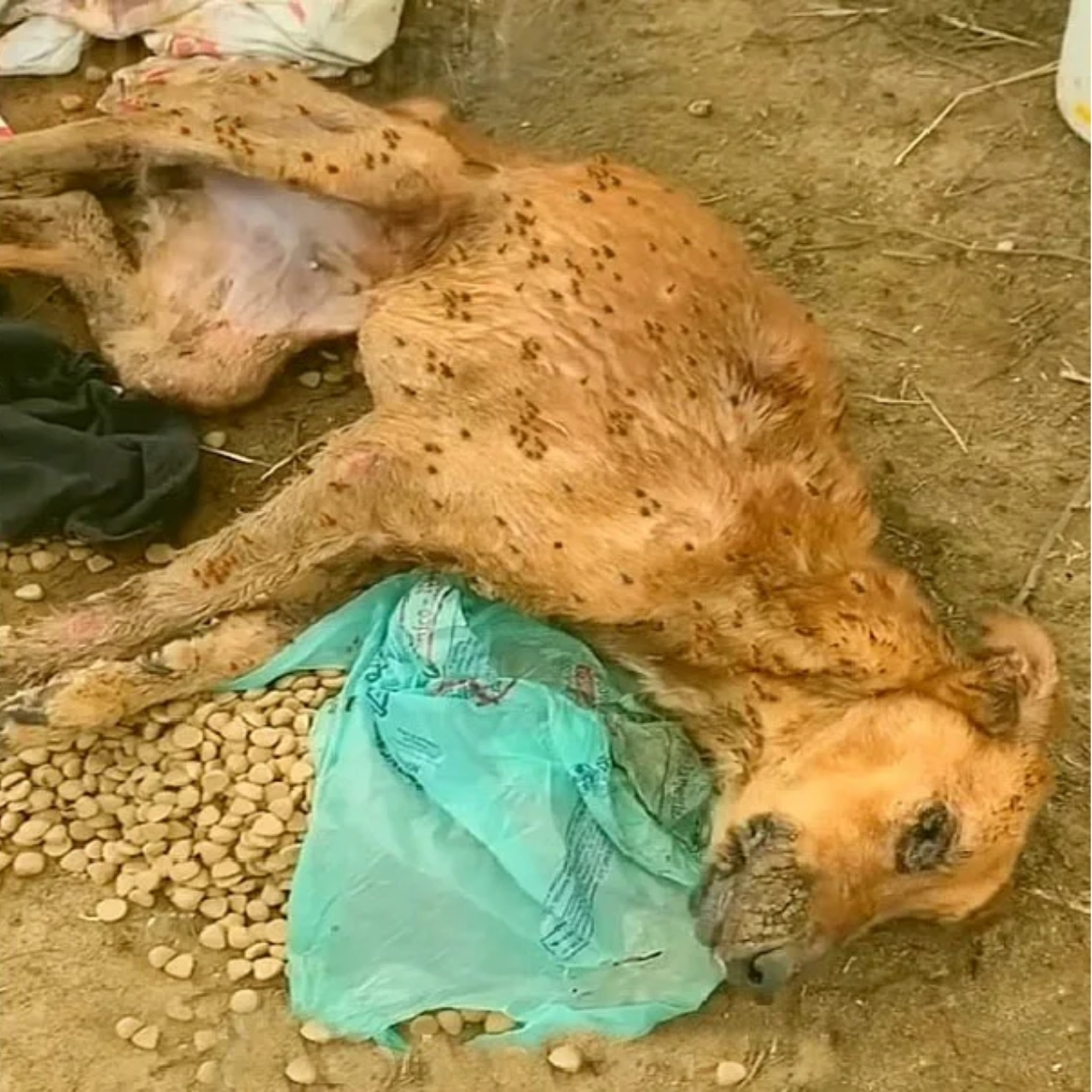 Phoenix’s Remarkable Journey: From Frail and Forsaken to Healthy and Thriving Canine Hero