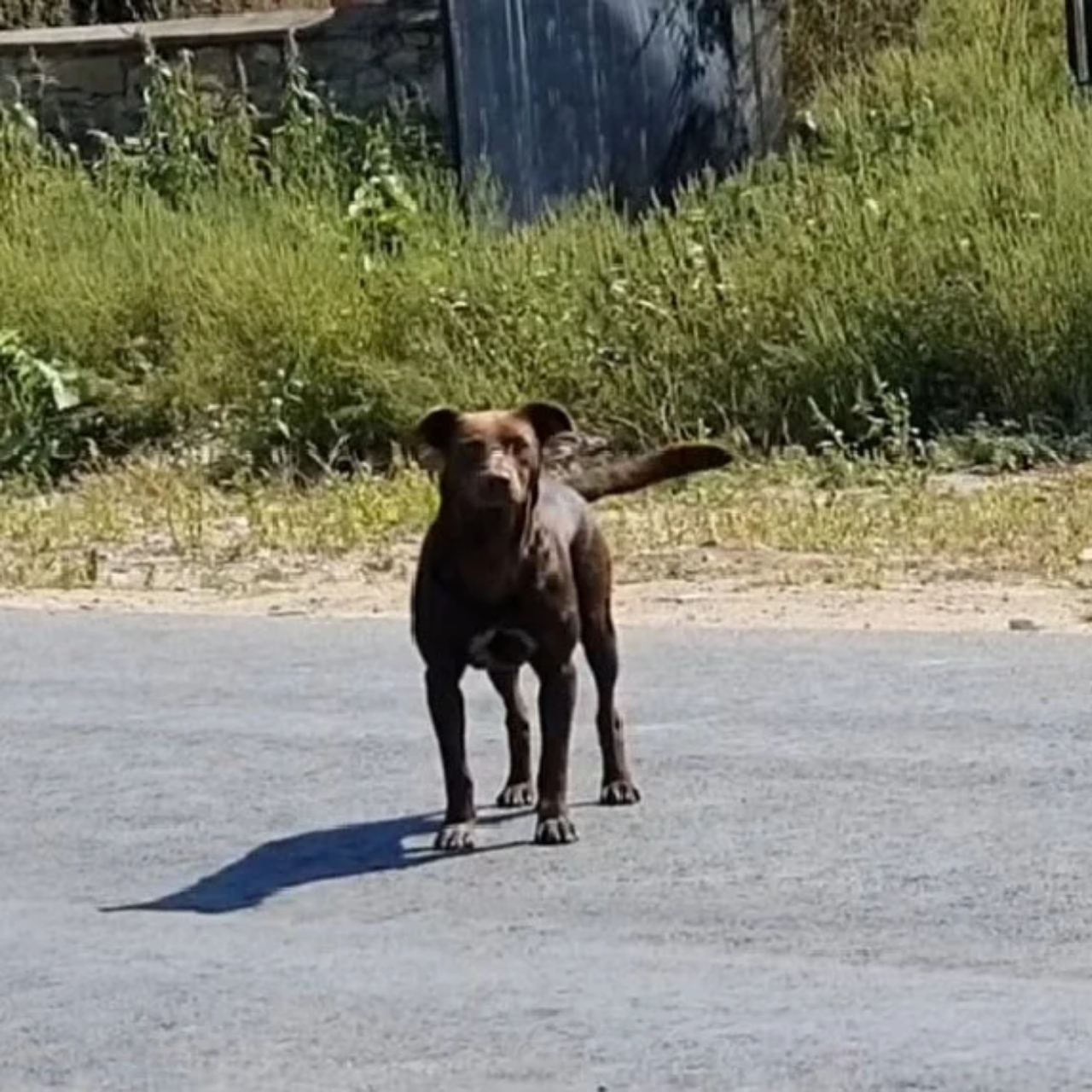 Rescue Center Saves Wary Puppy from Landfill, Highlights Crucial Animal Care in Developing Nations