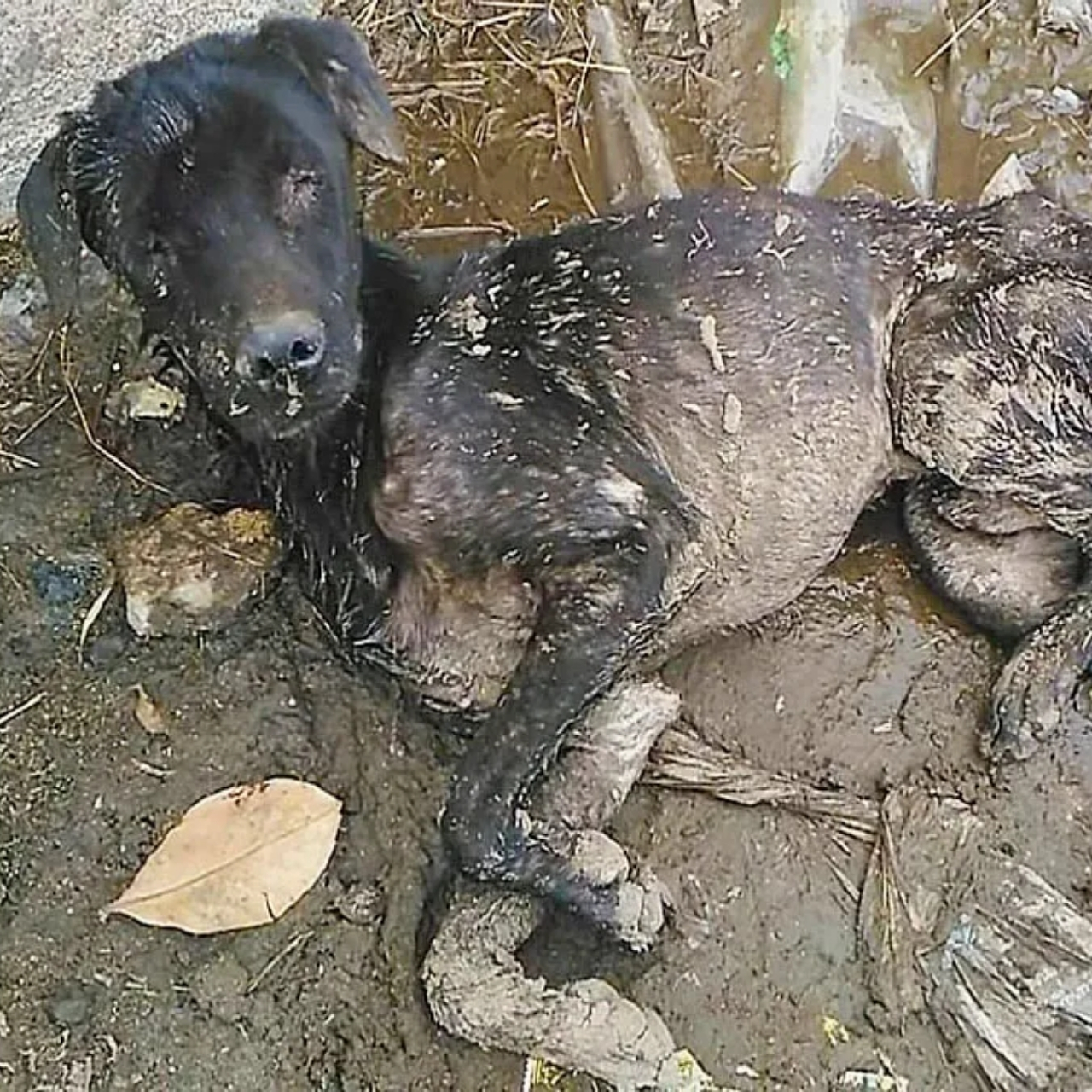Neglected Blind Dog Finds Forever Home and Joy After Heartbreaking Abandonment
