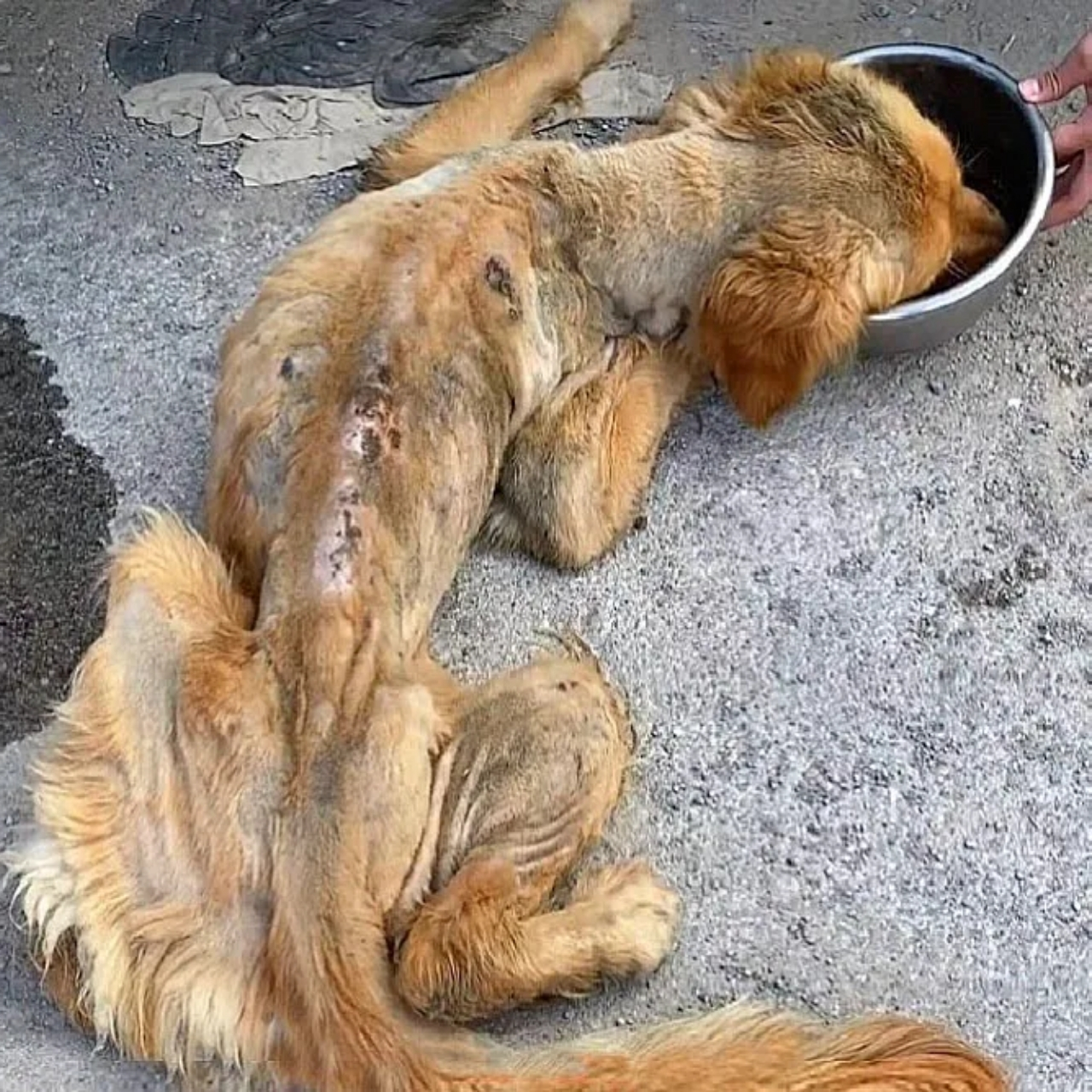 Rescue Mission: Heartwarming Tale of a Stray Dog’s Journey to Healing and Hope