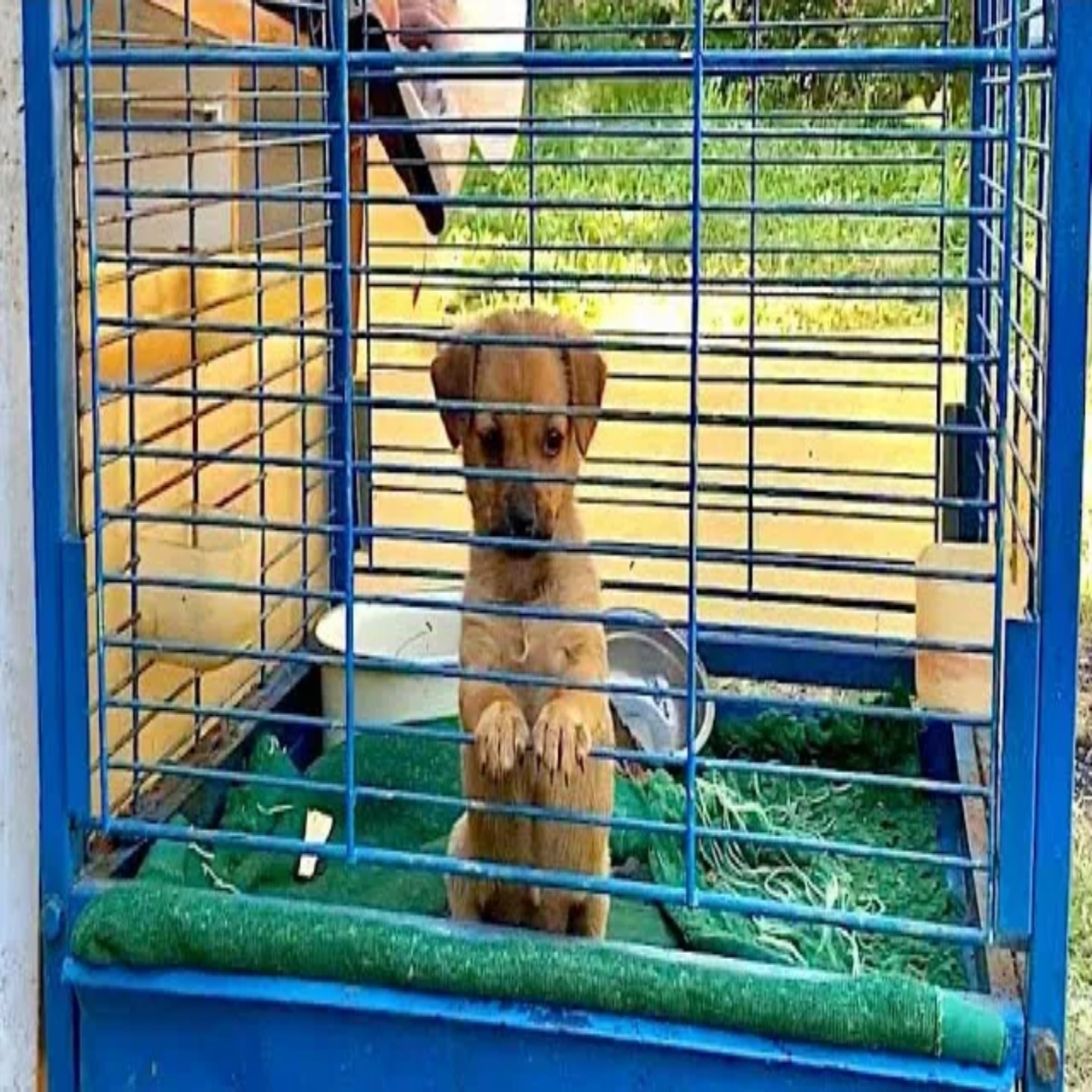 Mini’s Journey: From Bird Cage to Loving Family – A Tale of Rescue and Renewal in Serbia