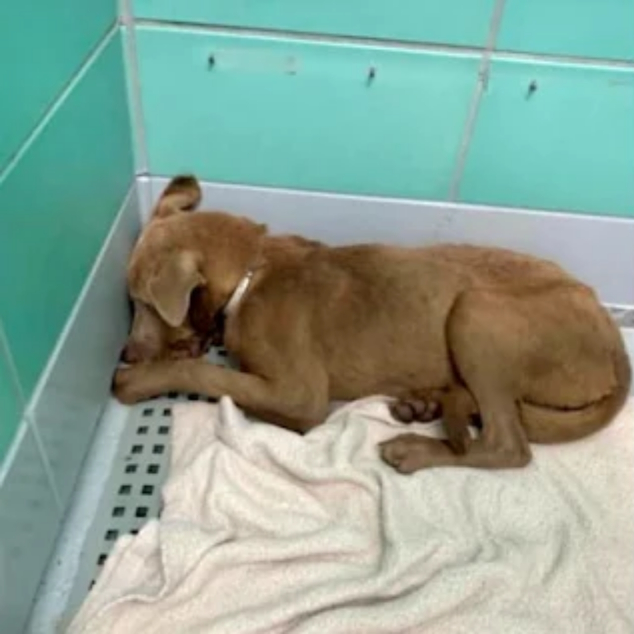 Help Needed: Fearful Pup Scarlett Seeks Experienced Foster to Restore Faith in Humanity