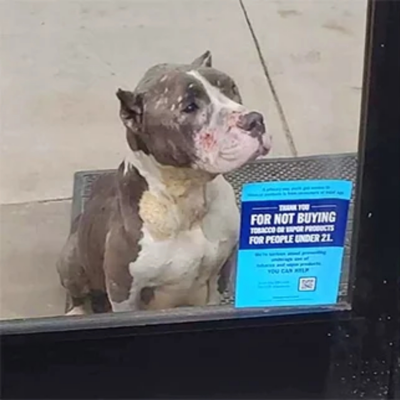 Stray Pit Bull and Pups Rescued by Shoppers, Find New Hope at Virginia Shelter