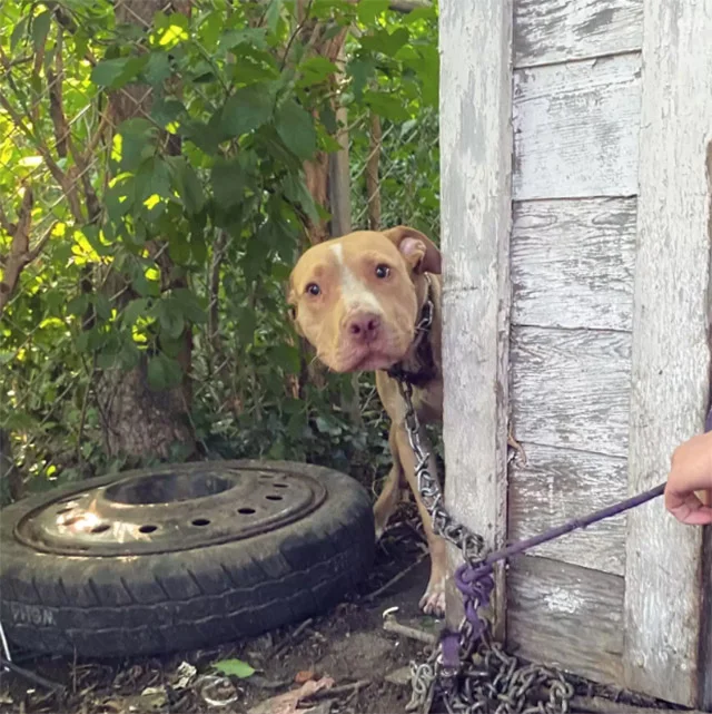 From Chains to Love: Beaker’s Journey to Happiness and a Forever Home