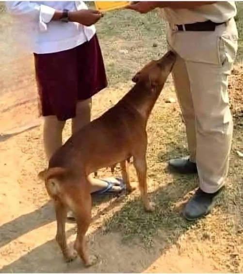 What Your Dog’s Sniffing Really Means — Instinct or More?