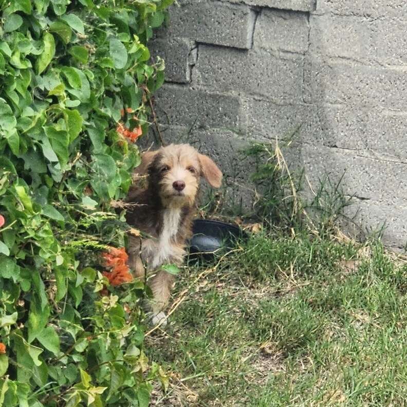 The Terrified Puppy Who Forgot Love Existed — Until One Woman Refused to Give Up